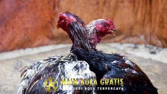 Ciri Ciri Ayam Bangkok Berkualitas Sabung Juara Laga