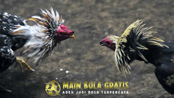Tips Mengatasi Ayam Bangkok Belum Berani Bertarung