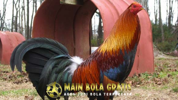 Ciri Khas Ayam Asli Peru Berkualitas Super Mematikan