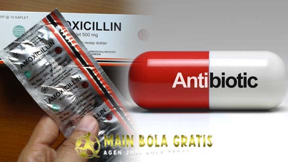 Khasiat Amoxicillin Sebagai Obat Ampuh Untuk Ayam Bangkok