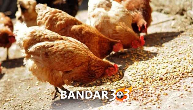 Rahasia Pakan Murah Ayam Bangkok Berkualitas Unggulan