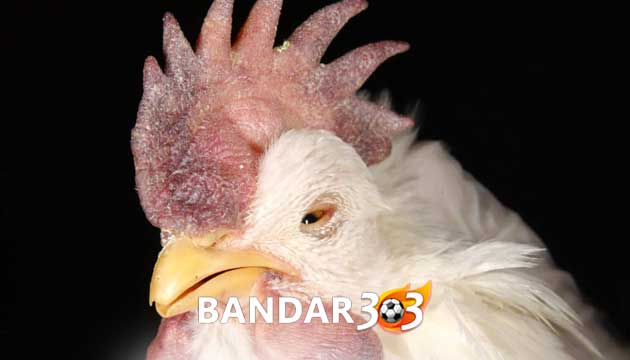 Cara Mencegah dan Mengobati Ayam Bangkok Dari Penyakit Tetelo