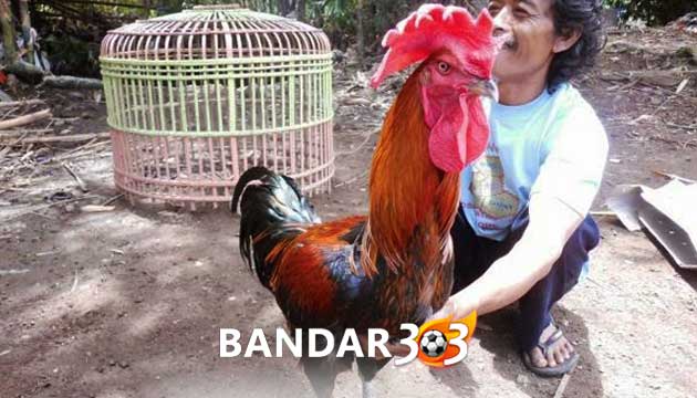 Ciri Utama Fisik Ayam Bangkok Brajamusti Seharga Ratusan Juta Rupiah